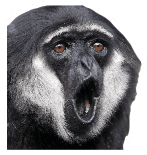 Huhuu Monkey v3